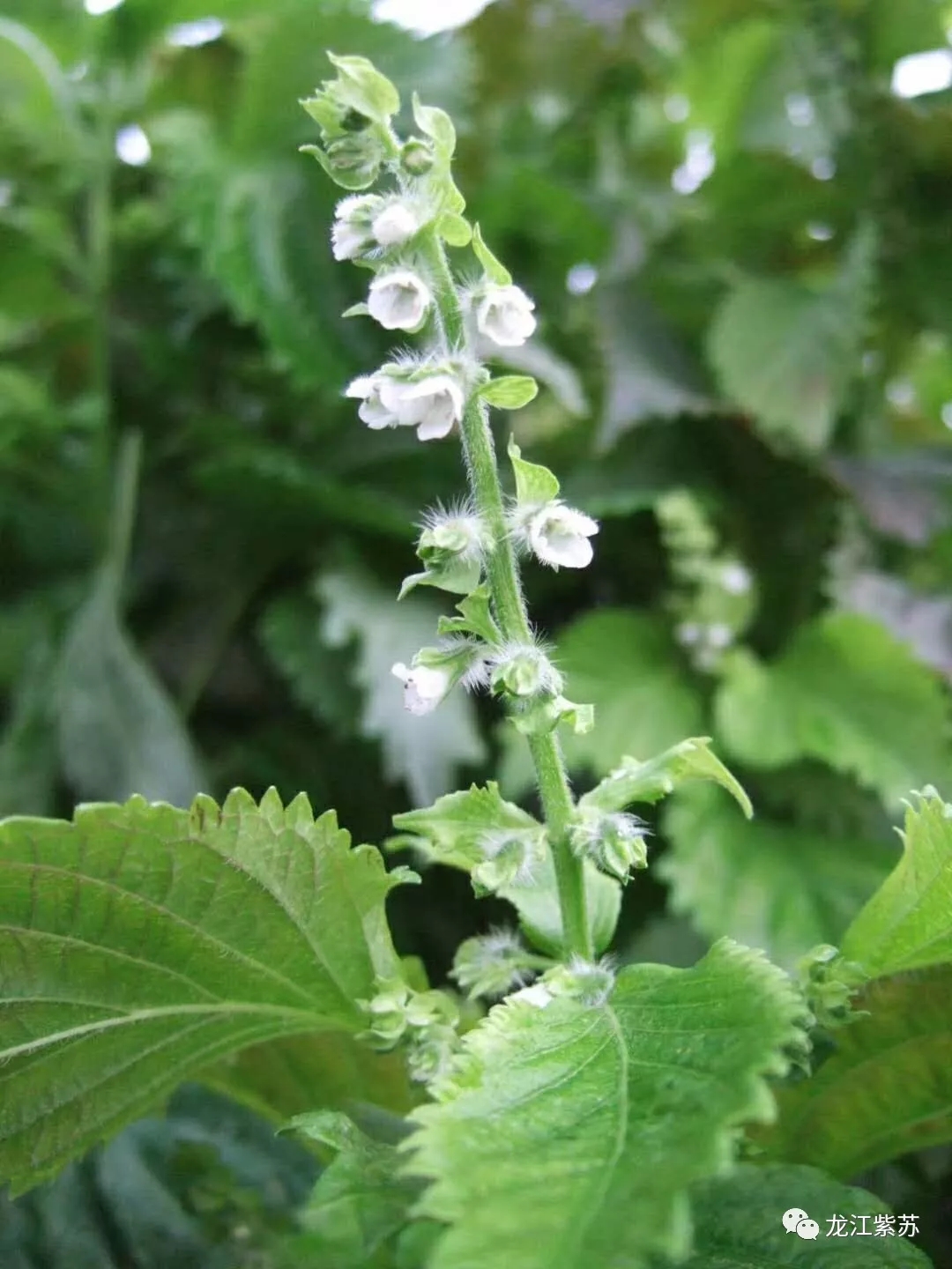 "荏苒"的不只光阴,还有紫苏(图3)